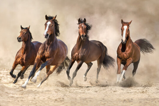 Horses run in desert