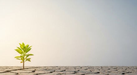 Small green plant growing from dry, cracked earth with bright sky background. Concept for perseverance, climate change, drought recovery, environmental resilience and life survival.