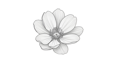 Detailed pencil sketch of a delicate flower blossom.