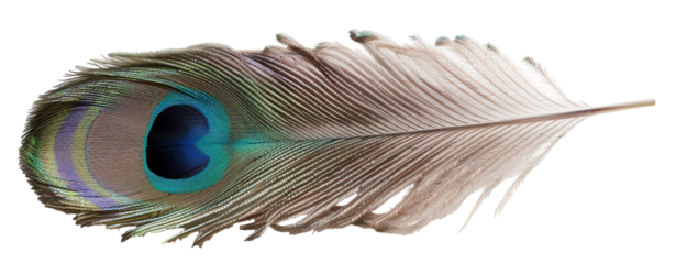Peacock feather detail is laid flat against a transparent background, showcasing vibrant colors and delicate textures. This isolated element highlights nature's beauty and elegance