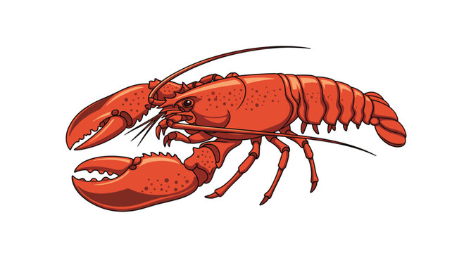 A detailed vector illustration of a bright red cooked lobster shown from the side view isolated on a plain white background.