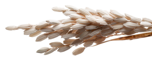 A plant stalk featuring grains stands out against a transparent background. This cut-out element highlights the beauty of nature, perfect for design projects or education