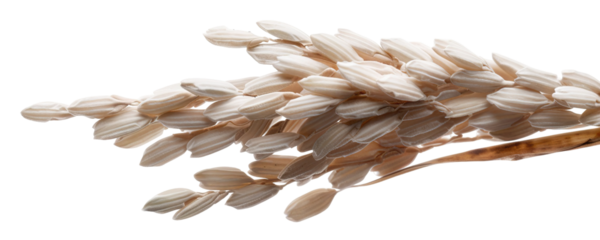 A plant stalk featuring grains stands out against a transparent background. This cut-out element highlights the beauty of nature, perfect for design projects or education