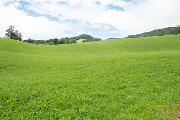 Obraz premium Vibrant Green Pasture with Forested Mountains in the Background