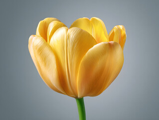 Bright and cheerful yellow tulip highlighting its vibrant petals and natural elegance.