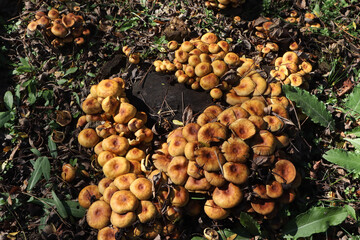 Cluster of Orange Wild Mushrooms on Forest Floor