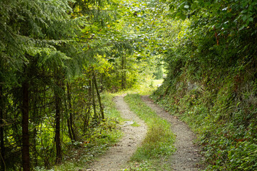 Fototapeta premium Summer hiking trail winding through lush green deciduous forest landscape