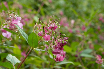 Pink Impatiens Flower Growing in the Wilderness of the Alps