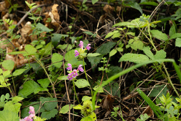 Pink Himalayan Balsam Flowers Blooming in Nature