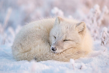 An adorable arctic fox sleeping curled up in the snow. A fluffy white wild animal resting in a cold winter landscape with a soft pink sunrise glow.