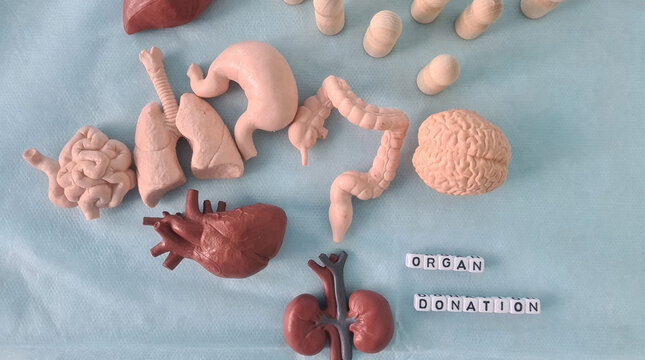 Model Human Organs Arranged On Blue Surface For Organ Donation Awareness