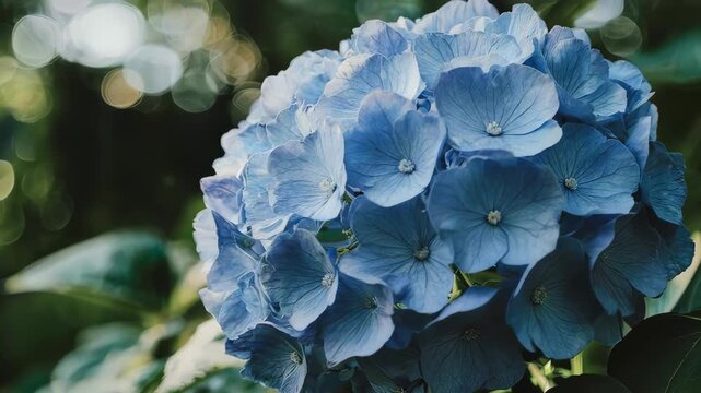 A vibrant blue hydrangea flower in full bloom, showcasing its delicate petals and natural beauty against a soft, blurred green background.