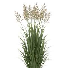 Fototapeta premium A full clump of tall ornamental grass with long green blades and delicate beige seed heads stands isolated against a black background