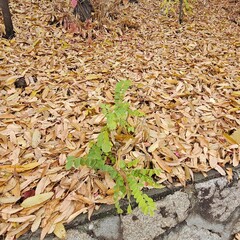 autumn leaves on the ground
