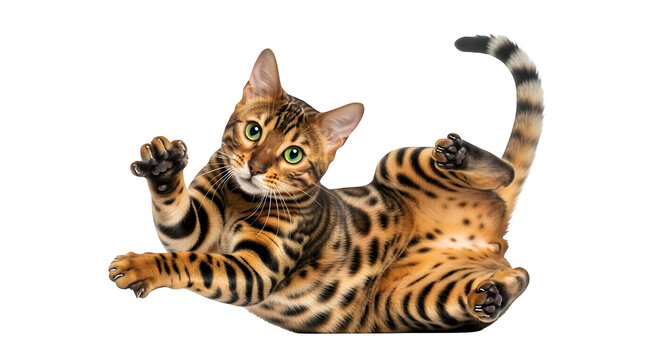 Playful bengal cat lying on its back with paws up against a