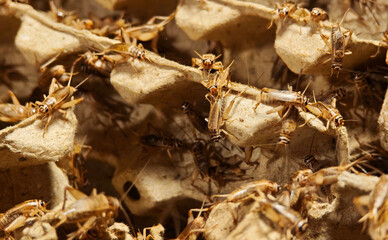 White crickets in the market