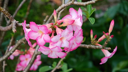 Obraz premium Pink Adenium flowers in the garden