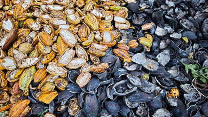 Pile of cocoa shells on the floor