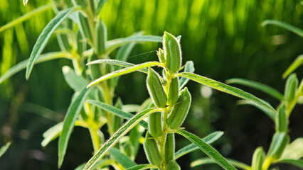 Black sesame plants in the garden