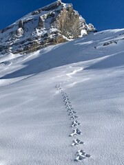 Close-up of a distinct rabbit track in deep fresh snow with bright sunlight and an imposing mountain peak in the Swiss Alps, Kandersteg, Bernese Oberland, Switzerland