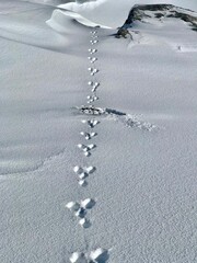 A detailed close-up of a very distinct rabbit track imprinted in deep fresh snow in the Swiss mountains