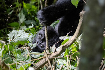 Young Gorilla Laying in Vegetation Looking at Camera
