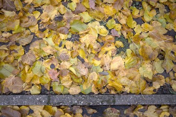 Close-up view of wet yellow autumn leaves lying on the soil surface, ideal as a textured background with Copy Space.