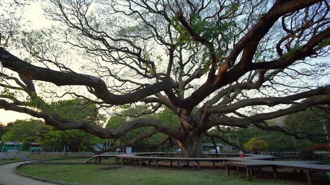 Giant monkey pod tree at sunset, Kanchanaburi, Thailand.