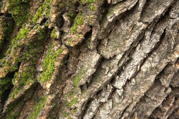 Detailed close-up of a moss-covered tree trunk in natural condition, suitable as a textured background.
