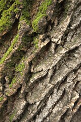 Detailed close-up of a moss-covered tree trunk in natural condition, suitable as a textured background.