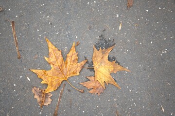 Close-up view of number 2 autumn leaves placed on a concrete surface, simple background with Copy Space.