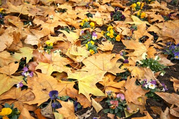 Autumn flowers placed among fallen leaves, forming a colorful natural condition background.