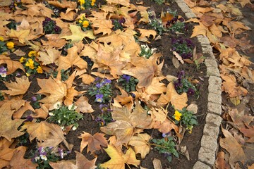 Autumn flowers placed among fallen leaves, forming a colorful natural condition background.