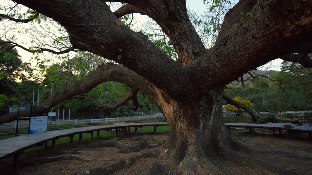 Giant monkey pod tree in Kanchanaburi, Thailand.