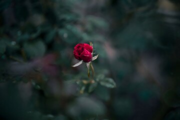 Red rose in the garden