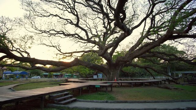 Giant monkey pod tree in Kanchanaburi, Thailand.