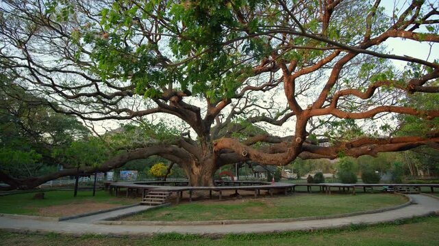 Giant monkey pod tree in Kanchanaburi, Thailand.