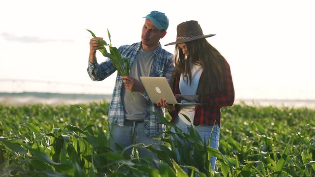 Inspecting corn field with laptop farmer and woman examine crop in agriculture using technology for inspection and growth assessment among green stalk row under daylight for farm planning and yield