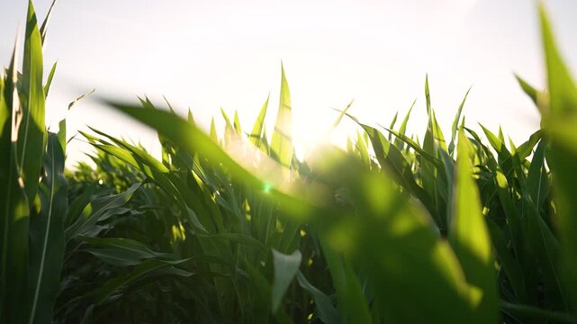Sunlight warms corn field at sunrise green leaf and stalk glow as sun rises behind row farm agriculture landscape showing crop growth closeup of leaf and stalk natural energy and growth and soil