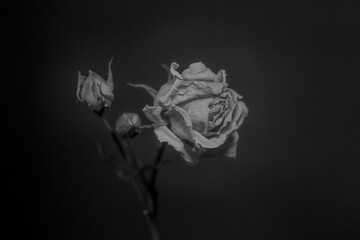 Une rose en nature morte 