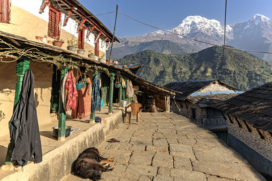 Fototapeta Aerial view of traditional houses with red window frames and stone-paved paths lead to snow-capped Annapurna mountains, Ghandruk, Gandaki Province, Nepal.