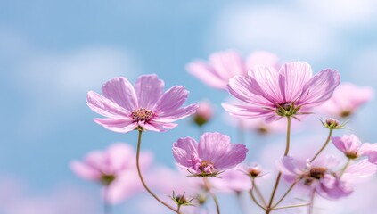 Obraz premium Soft focus image of pink cosmos flowers reaching towards a clear, blue sky