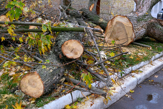 Sawn trunks of a tree that fell after a storm - Powered by Adobe