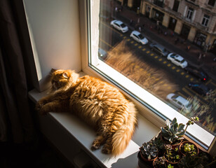 Warm, cozy indoor scene of a fluffy ginger cat napping on a sunny windowsill next to potted succulents, with a city view blurring outside.  Peaceful rest.