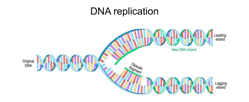 DNA replication. Original DNA double helix, New DNA strand, Okazaki fragment, Lagging and Leading strand