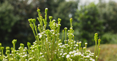 Fototapeta premium Bush, nature and white flowers outdoor for growth, botany and blossom in garden ecosystem. Natural beauty, plants and meadow with petals, floral environment or fynbos in bloom in spring on background