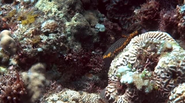 Spotted Boxfish