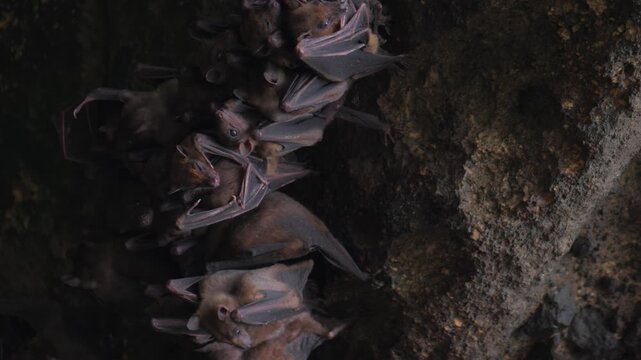 Colony of bats hanging inside dark cave