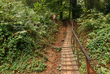 Wooden forest stairs on a mountain trail in the Carpathians — hiking path, wilderness and eco-tourism concept