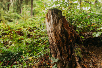 Forest vegetation and tree trunks in a natural woodland environment — green nature background